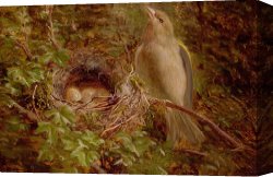 Undergrowth Canvas Prints - A Greenfinch at its Nest by William Hughes