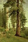 Albert Bierstadt California Redwoods