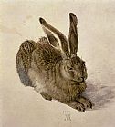 Hare by Albrecht Durer