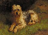 Alfred Duke Soft Coated Wheaten Terrier