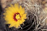 American School Cactus Flower