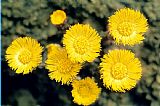 American School Common Coltsfoot