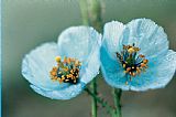 American School Himalayan Blue Poppy