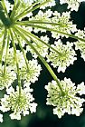 American School Himalayan Hogweed Cowparsnip