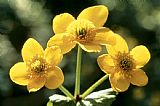 American School Himalayan Marsh Marigold