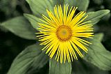 American School Inula grandiflora