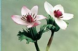 American School Wood Anemone