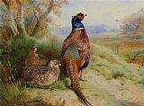 Archibald Thorburn Cock And Hen Pheasant at The Edge of a Wood