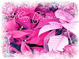 Blair Wainman Christmas Poinsettia