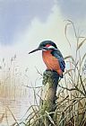 Carl Donner Kingfisher
