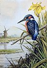 Carl Donner Kingfisher with Flag Iris and Windmill