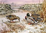 Quiet Prints - Mallards in a Quiet Corner by Carl Donner
