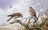 Carl Donner Pair of Kestrels