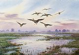Carl Donner White-Fronted Geese Alighting