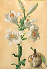 Carl Franz Gruber White Lily
