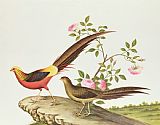 The Chinese Room in The Royal Palace, Berlin Paintings - A Golden Pheasant by Chinese School