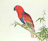 Chinese Prints - Electus Parrot On A Bamboo Shoot by Chinese School