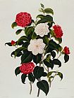Clara Maria Pope Myrtle Leaved Camellia