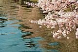Cherry Prints - Cherry Blossoms and Reflections by Clarence Holmes