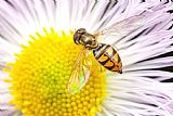 Clarence Holmes Flower Fly on Daisy Fleabane I