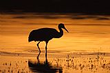 Clarence Holmes Sandhill Crane Sunset Silhouette II