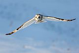 Clarence Holmes Prints - Short-eared Owl Flying I by Clarence Holmes