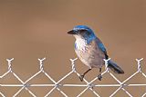 Western Prints - Western Scrub-Jay I by Clarence Holmes