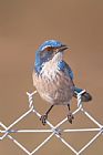 Western Prints - Western Scrub-Jay II by Clarence Holmes
