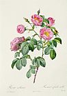 Claude Antoine Thory Rosa Mollissima