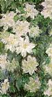 White Clematis by Claude Monet