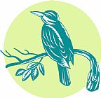 Collection 10 Kingfisher Perching On Branch Woodcut