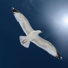 Collection 11 Drift painting