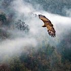 Collection 11 Eagles Dare painting