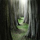 Collection 11 The Pathway painting