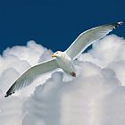 Collection 11 White Surfer painting