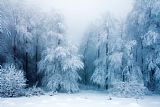 The Frozen Moat - Bedfield Prints - Frozen Forest by Collection 12