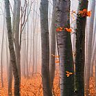 Collection 12 Orange Wood