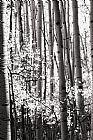 Collection 13 Aspen Trees Black and White