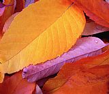 Collection 13 Autumn Bright