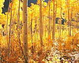 Collection 13 High Country Gold