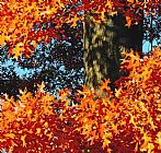 Collection 13 Mighty Oak