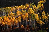 Aspen Prints - Morning Aspens by Collection 13