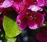 Collection 13 One Drop