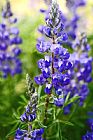 Collection 13 Silver Lupine Colorado Mountain Meadow