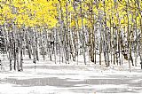 Aspen Prints - Snowy Aspen Landscape by Collection 13