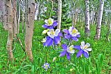Aspen Prints - Aspens and Columbines by Collection 14