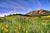 Collection 14 Colorado Wildflowers