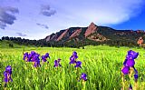 Collection 14 Iris and Flatirons