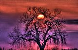 Sunrise Through The Foggy Tree by Collection 14