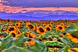 Collection 14 Sunsets and Sunflowers